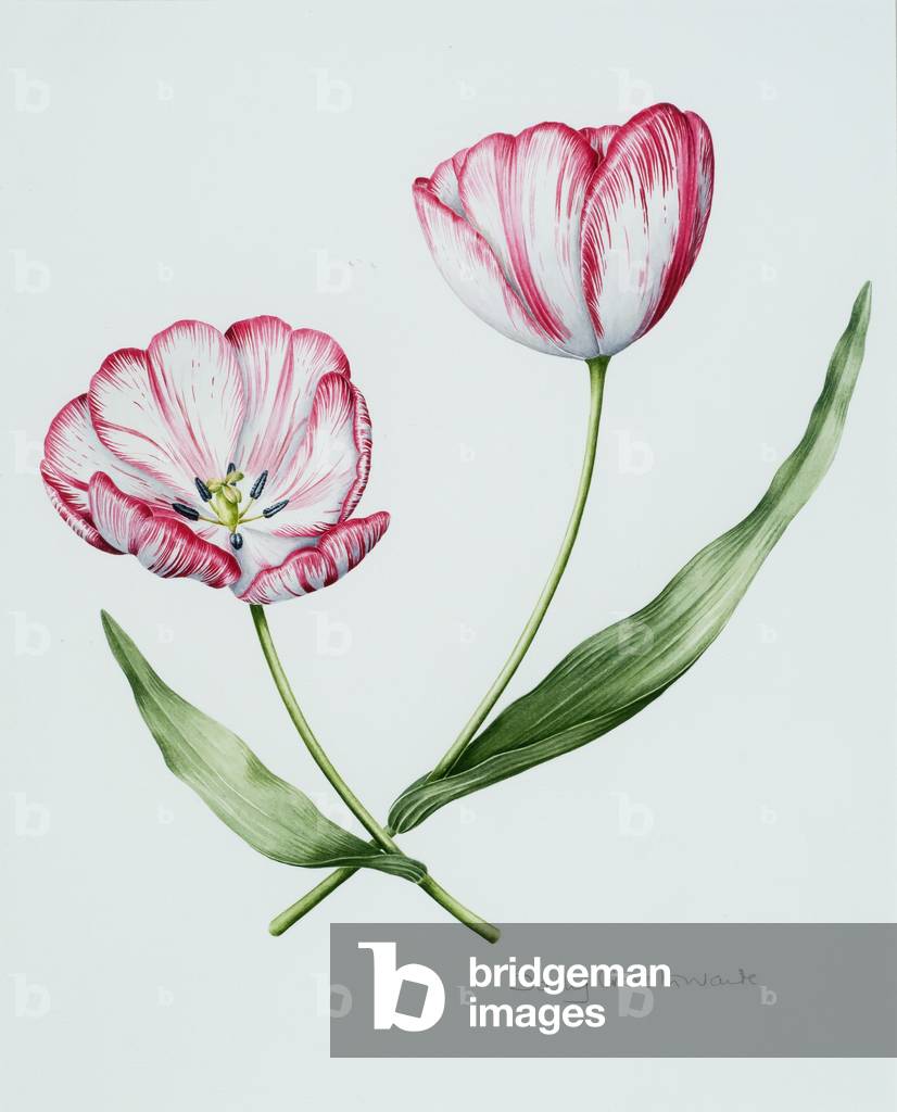 Fioristi Tulip Mabel (senza carta)