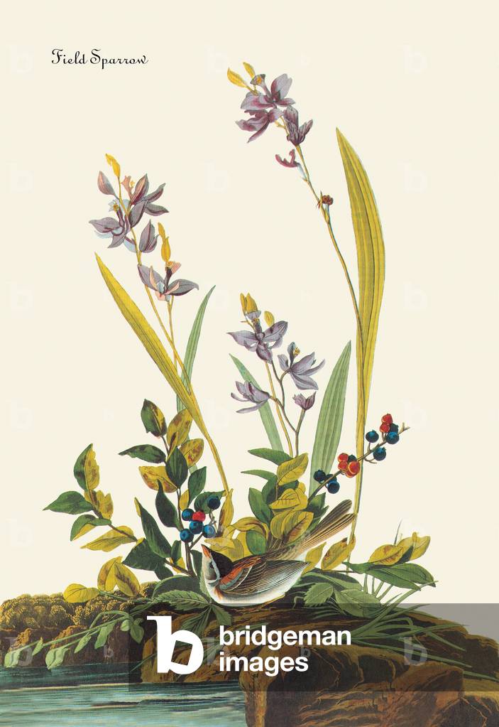 Moineau des champs (dessin)