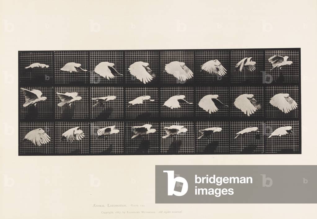 Immagine di Fotografia "Targa 759. Cockatoo; Volare" 1885 di Eadweard Muybridge