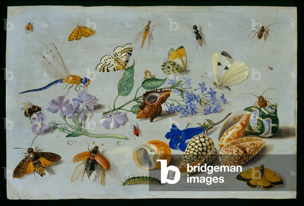 "Farfalle e altri insetti", 1661 di the Elder Kessel