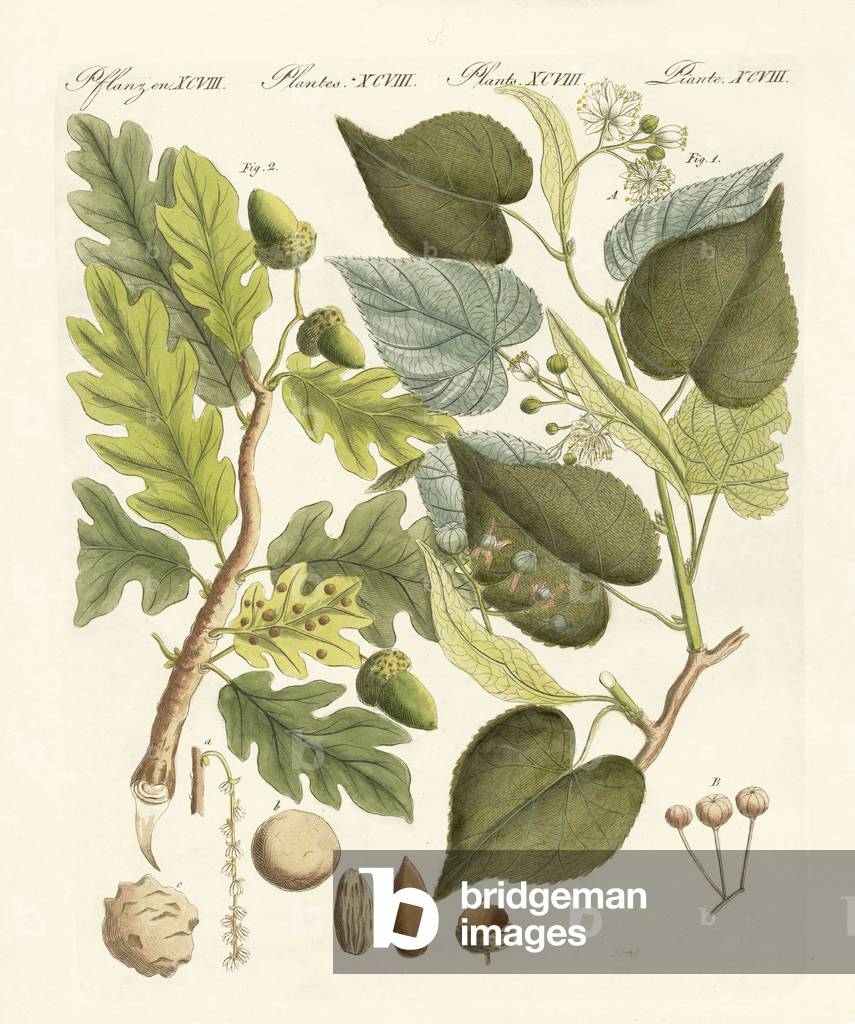 Image of Engraving depicting German woodtrees (coloured engraving) by German Artist, b/w