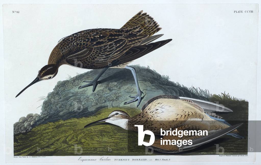 "Zwei Vögel. Farbillustration von Audubon; Esquimaux Curlew."
