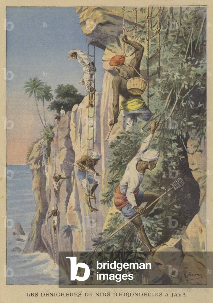 Chasseurs pillant les nids d'hirondelles à Java (couleur litho) par Paul Dufresne