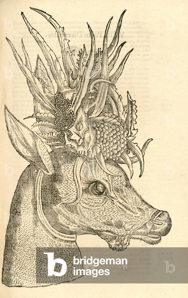 illustration de Capreolus Polyceros de l'Histoire des monstres d'Aldrovandi, 1642 par Italian School
