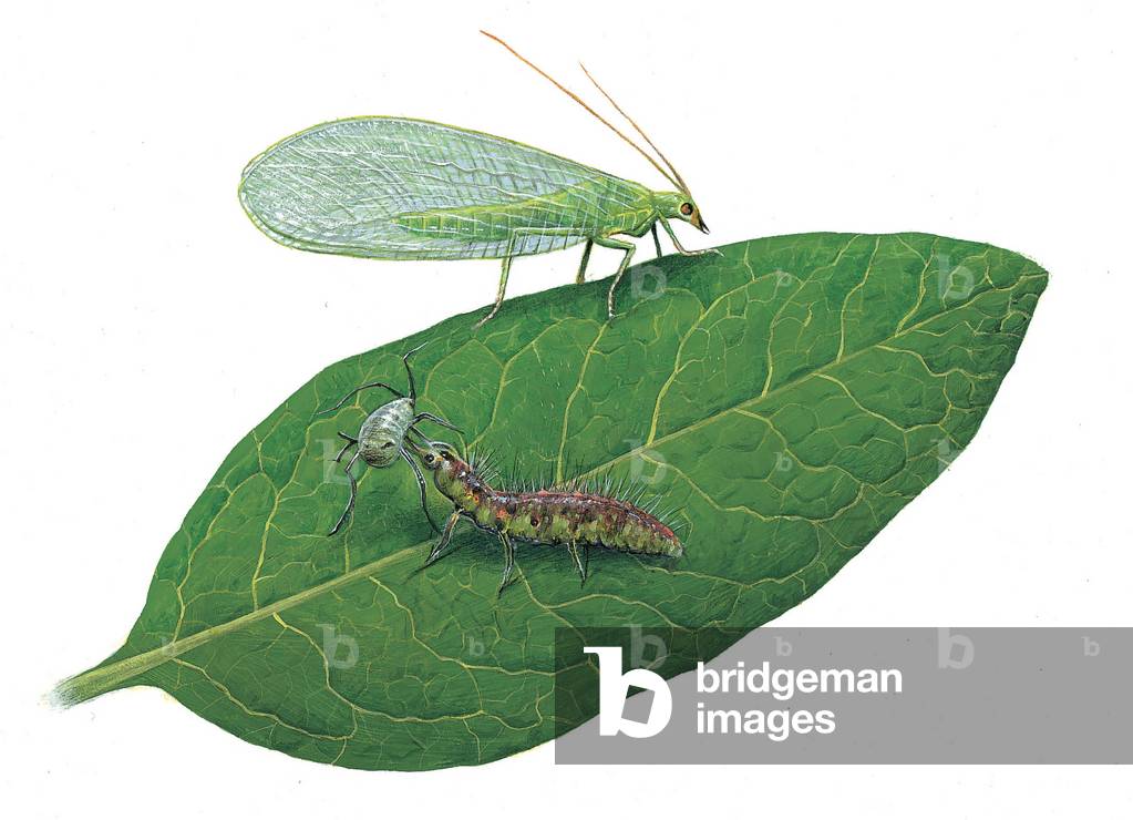 Lacewing