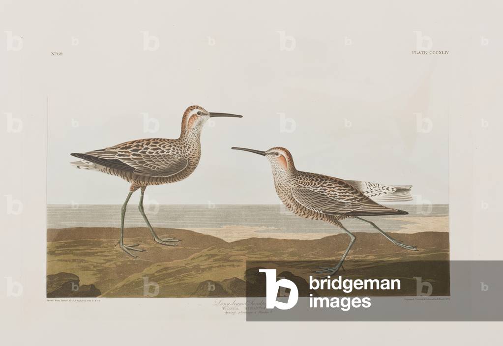 Image of Engraving depicting Illustration from 'Birds of America', 1827-38 by John James Audubon, b/w