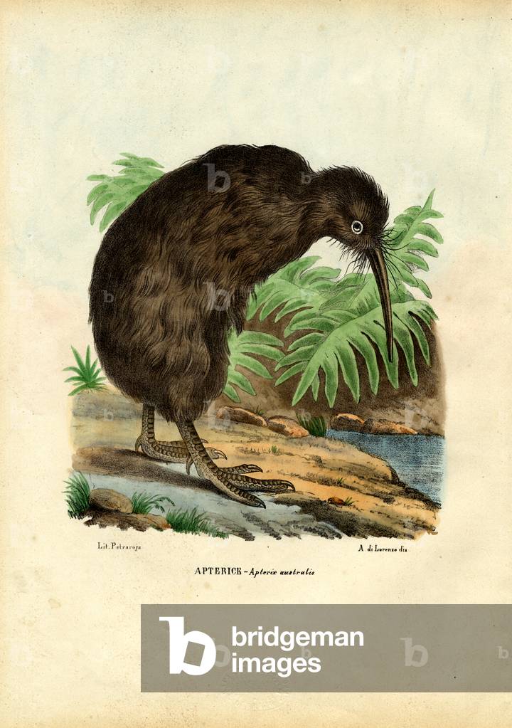 Bild von Druck "Kiwi", 1863-79 von Raimundo Petraroja