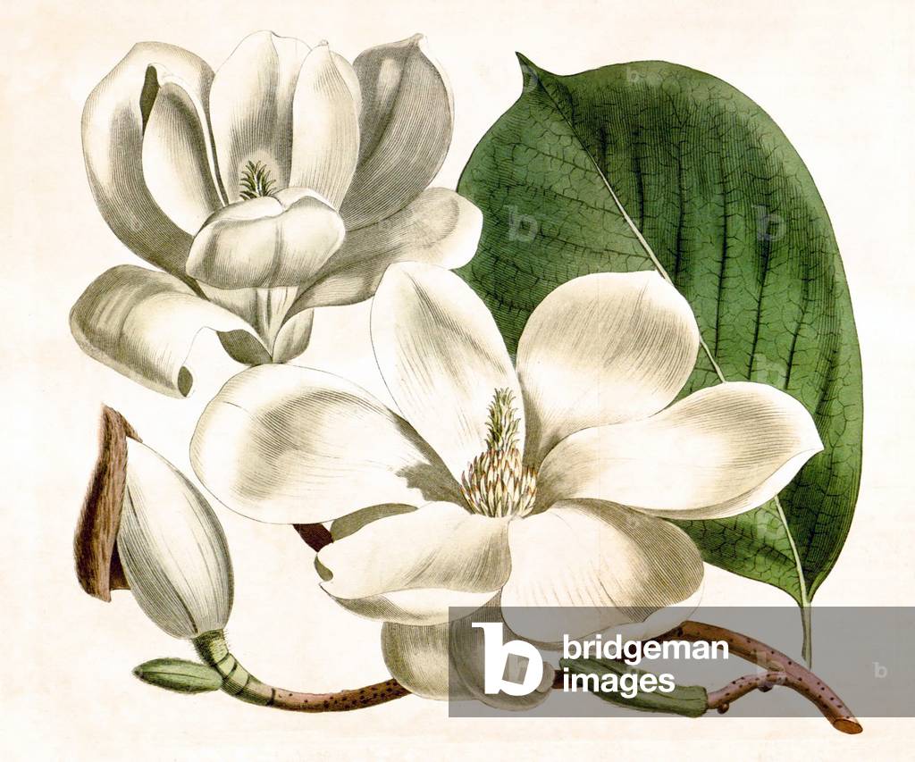 Magnolia denudata, auch bekannt als Yulan magnolia. Curtis Botanical Magazine vol. 39 (1814)