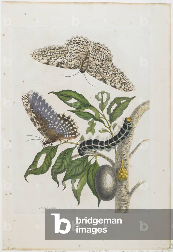 Image of Engraving depicting Moths, 1705-1771 by Maria Sibylla Graff Merian