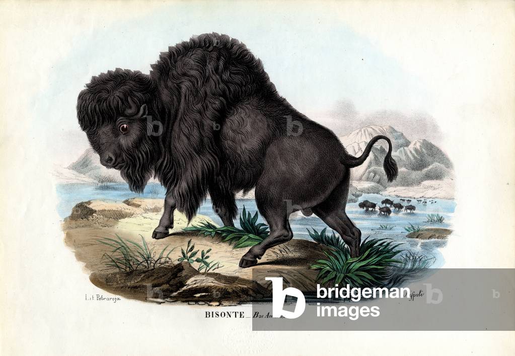 Image of Print depicting Bison, 1863-79 by Raimundo Petraroja