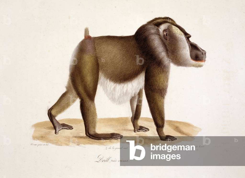 Mandrillus leucophaeus, plaque 139 de l'Histoire Naturelle des Mammifères, avec des figures originales, vol. 1