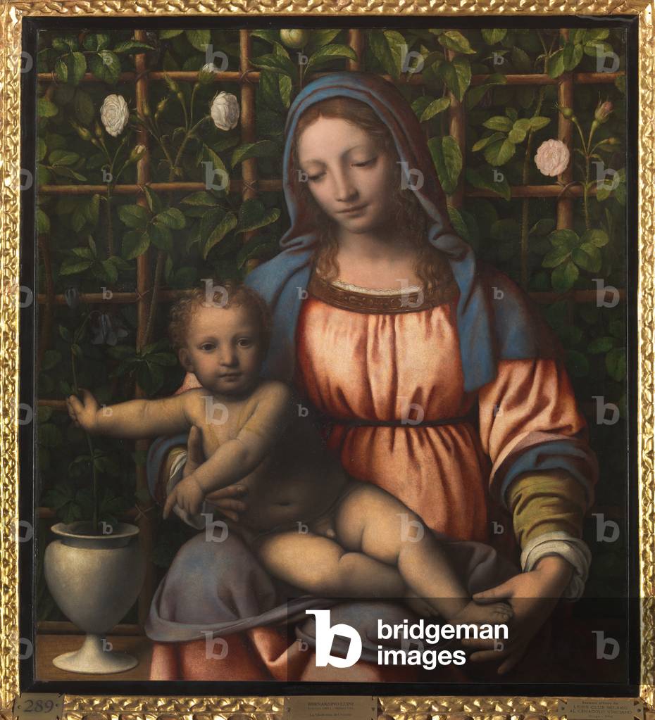 Image of Painting depicting Madonna and Child (Madonna del Roseto) 1500 by Bernardino Luini