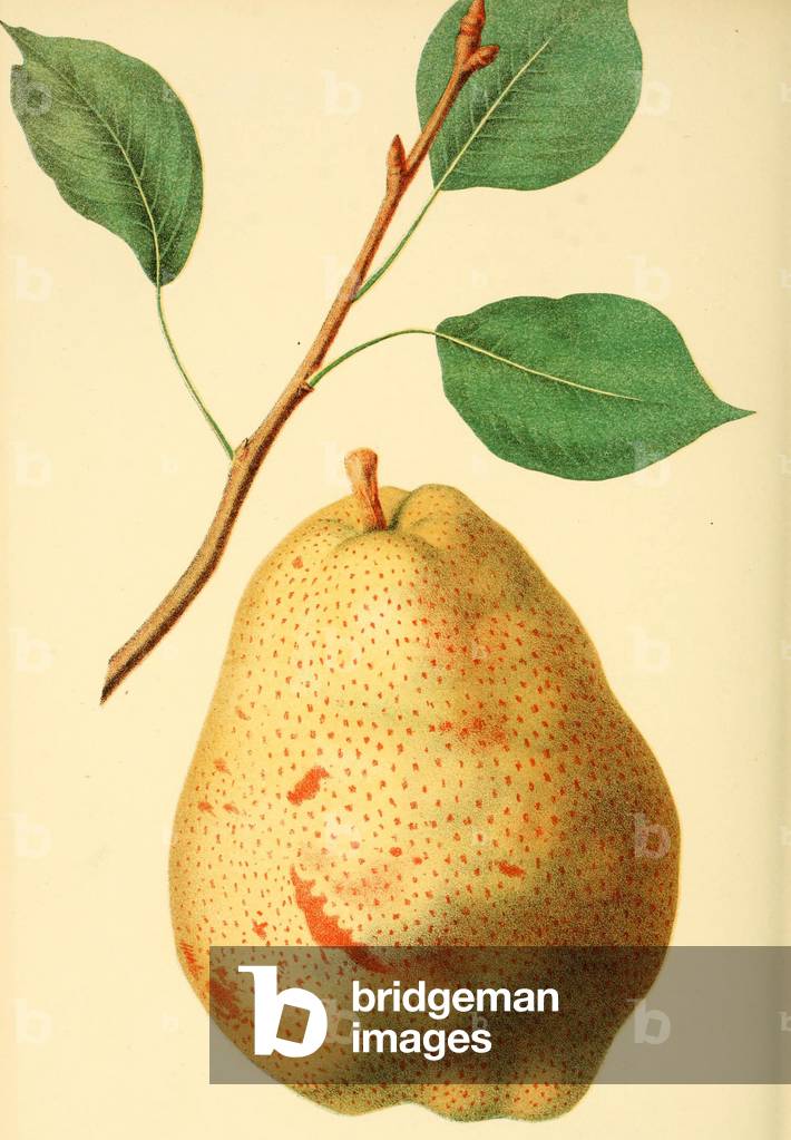 Bild von Gemälde "Europäische Birne (Pyrus communis) Duchesse d'Angouleme" 1856