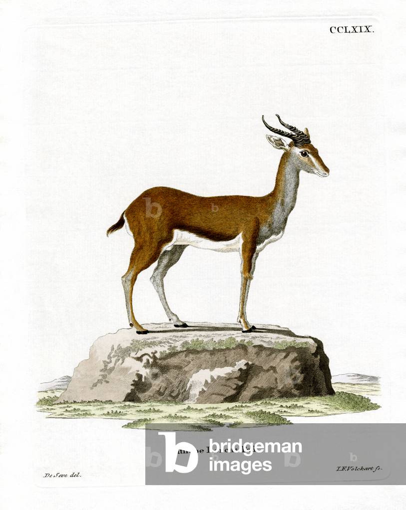 Immagine di Incisione "Dorcas Gazelle (incisione colorata)" di German School, b/w