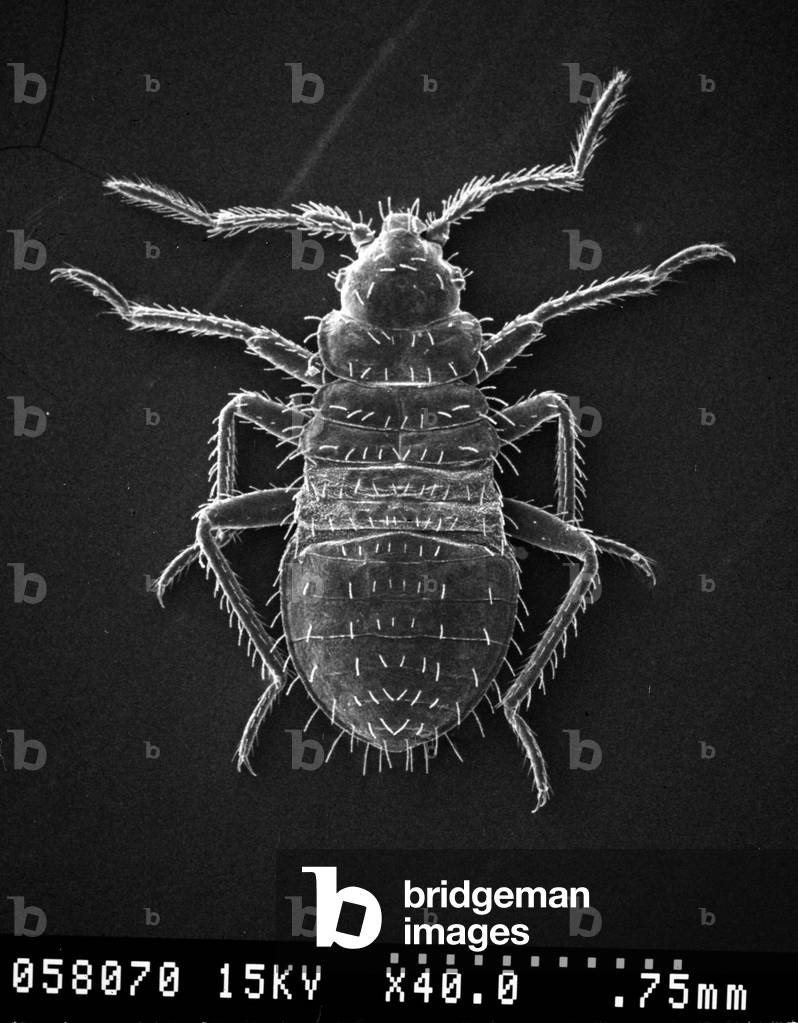 Bild von Fotografie "Cimex lectularius (s/w Foto)", b/w