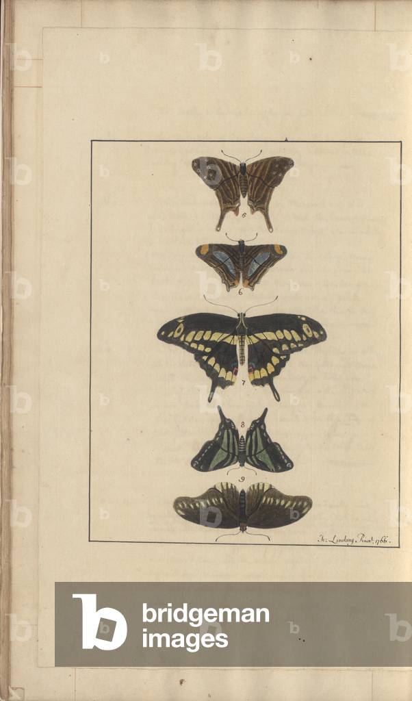 Immagine di Disegno "Lindsay Drawings Vol. VI" 1750 di John Lindsay, b/w