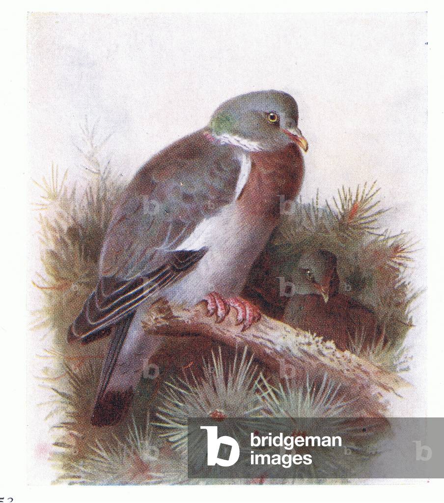 Ring Dove, da Birds of the British Isles e loro uova pubblicato da Frederick Warne & Co Ltd, 1958 (colore lito