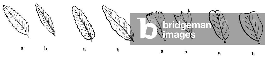 Blattformen