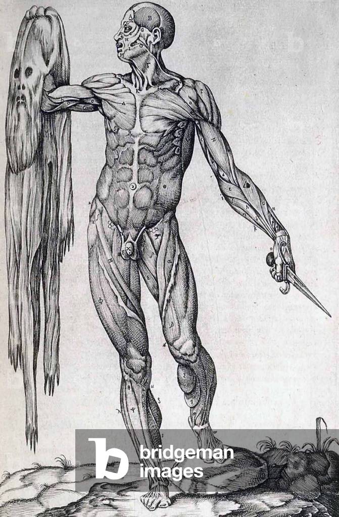 Image of Engraving depicting A flayed cadaver holds his skin 1559 by Juan Valverde de Amusco