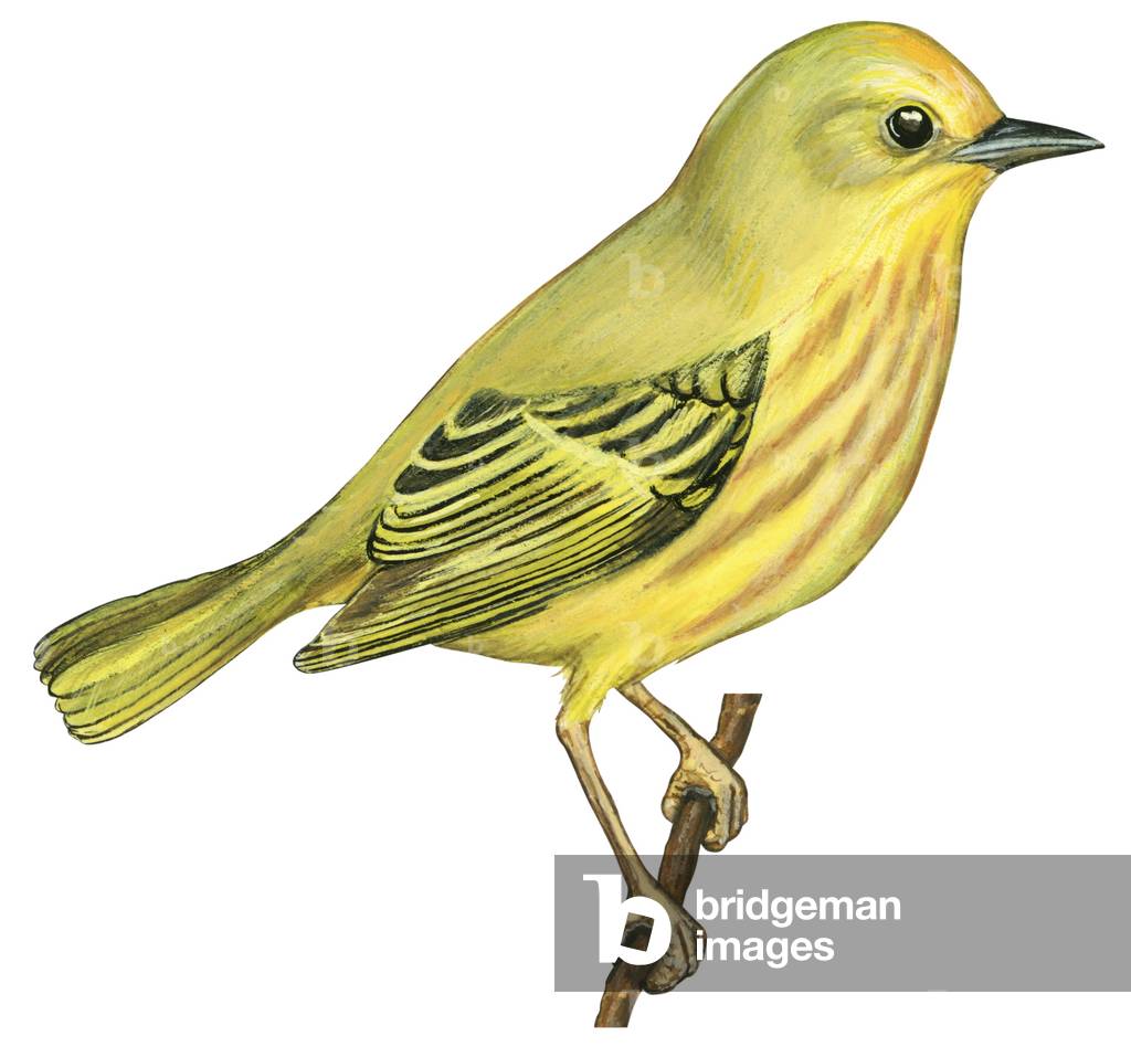 Gelber Sänger