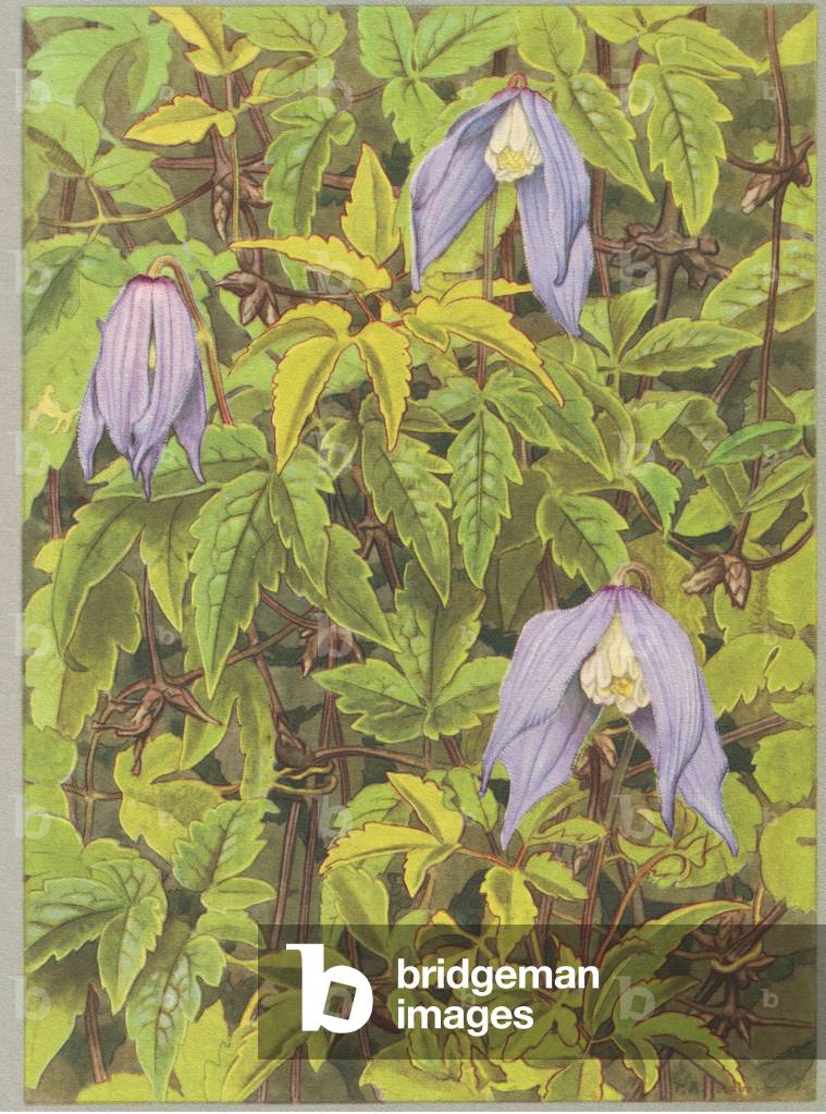 Clematis alpino