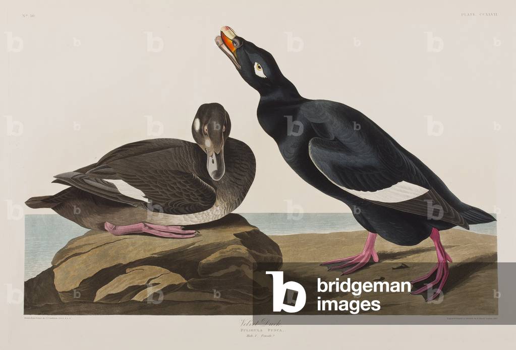 Immagine di Incisione "Illustrazione da 'Birds of America'", 1827-38 di John James Audubon