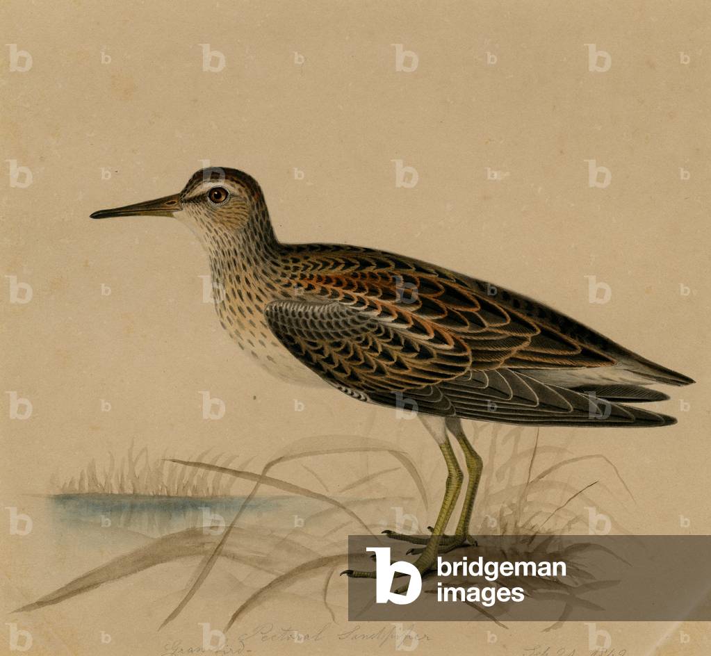 Image of Drawing depicting Pectoral Sandpiper 1842 by Isaac Sprague, b/w