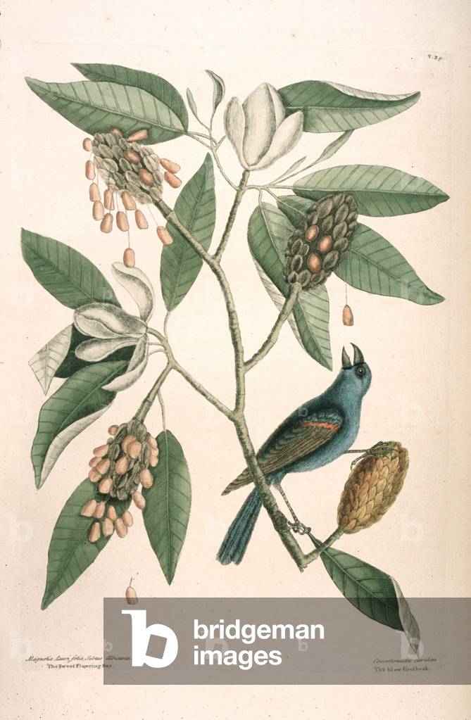Magnolie virginiana