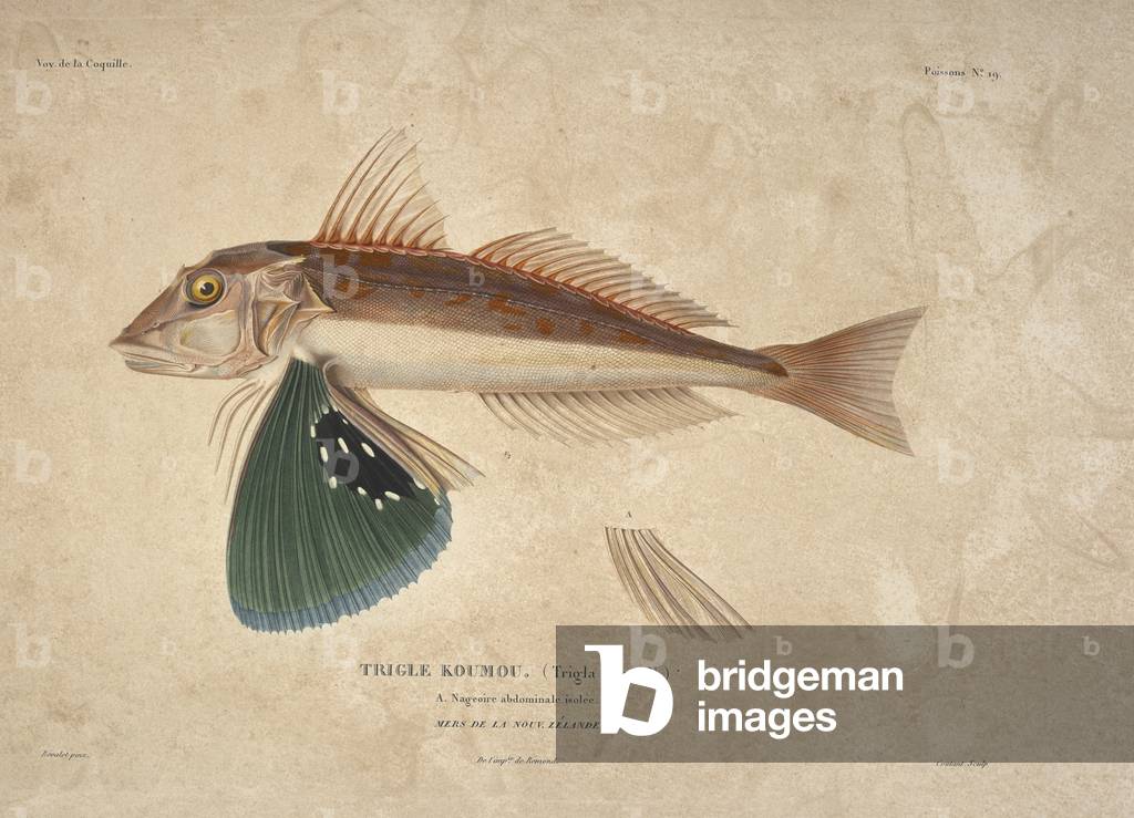 Löse Koumou aus. Ein roter Gurnard im Profil, mit einem Detail einer ventralen Fin darunter.