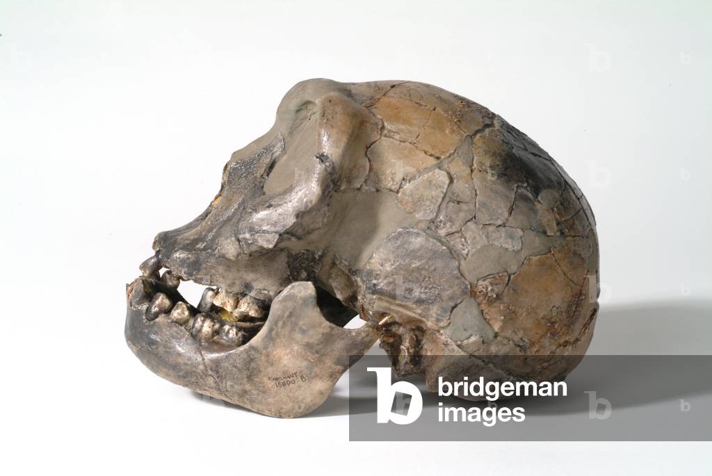 Homo erectus (oder Homo ergaster)