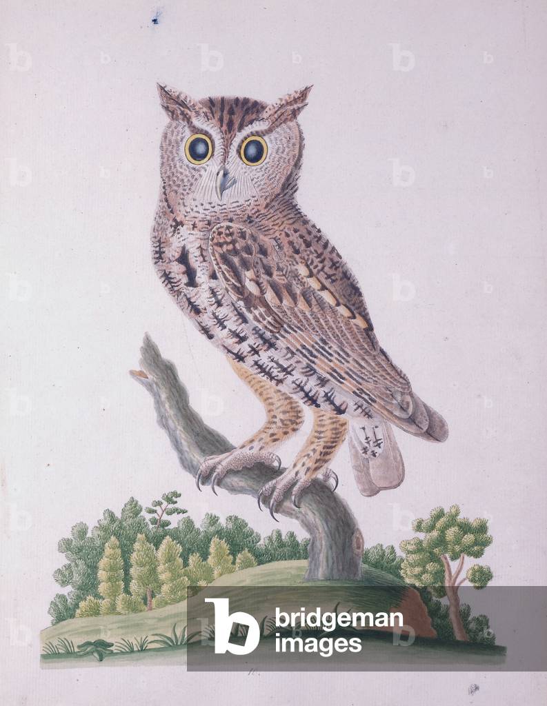 Image of Drawing depicting Little Horn Owl or Screech Owl, 1790 by John Abbot