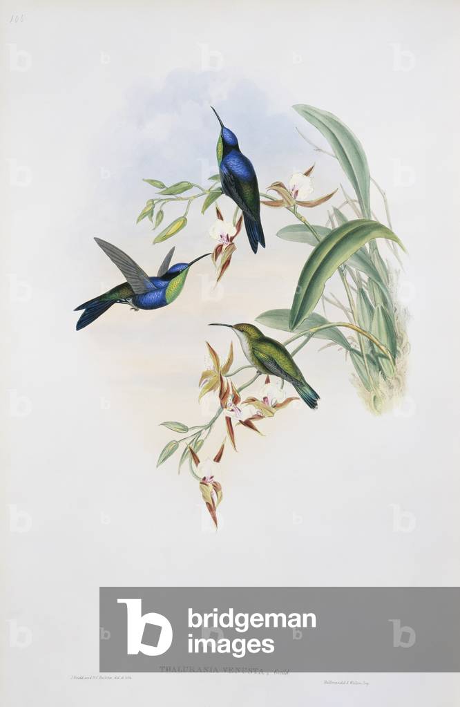 "Thalurania columbica venusta"