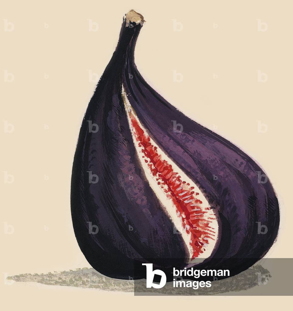 Fig tree