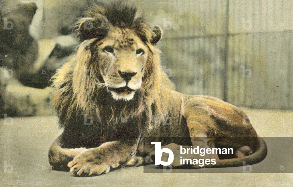 Leone in gabbia allo zoo (foto a colori)