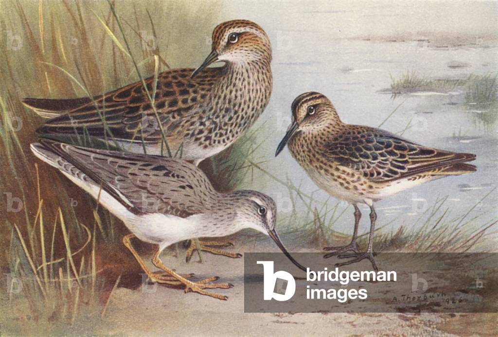 Bild von Druck "Amerikanischer Bruststrandläufer" 1901 von Archibald Thorburn