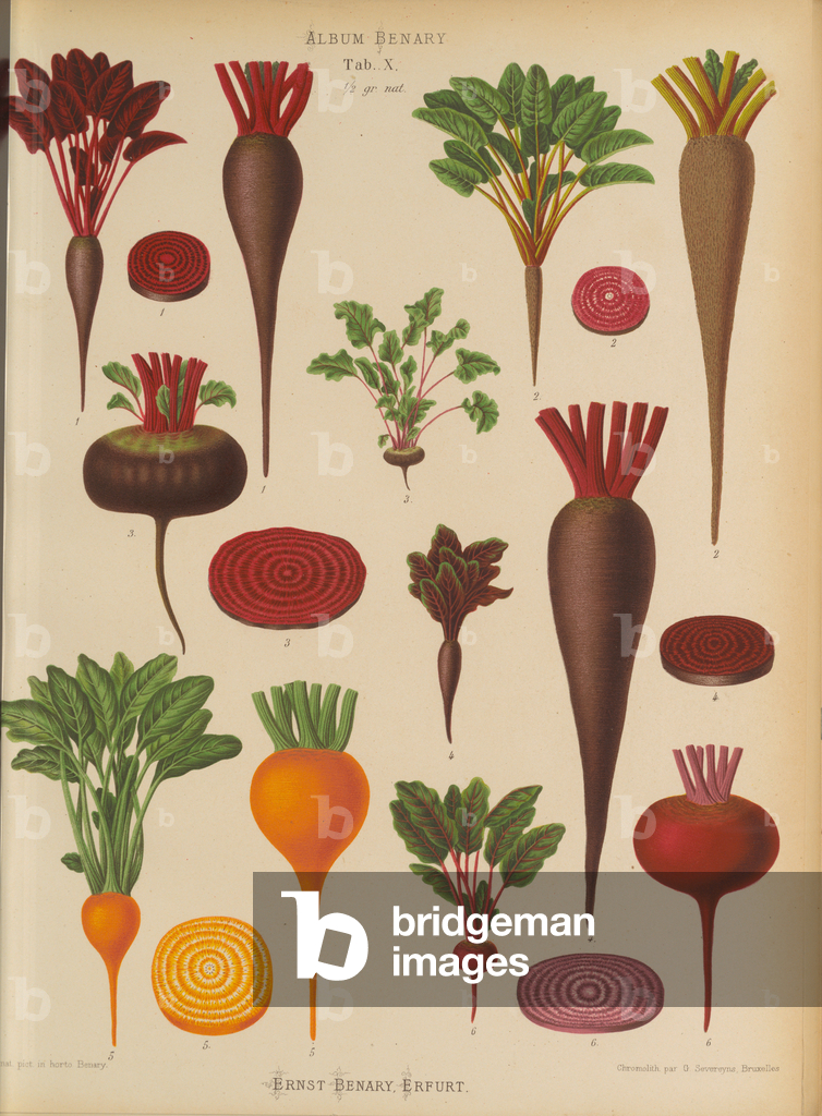 Image of Print depicting Radishes (Raphanus sativus) 1876 by Ernst Benary