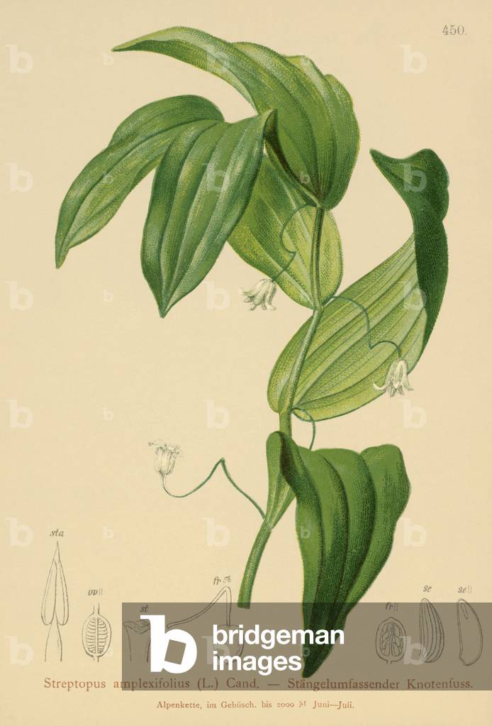 Verdrehter Stiel (Streptopus amplexifolius) (Farbe litho)
