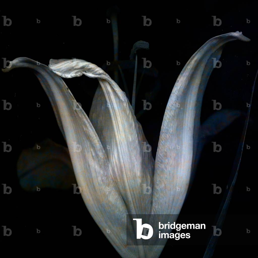 Lily 3, 2018 (digitale Fotokunst)