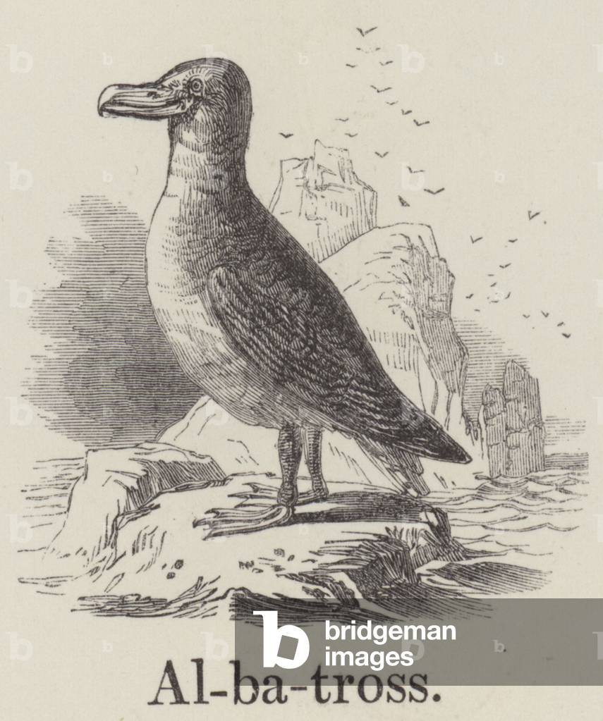 "Albatross (Gravur)" von English School