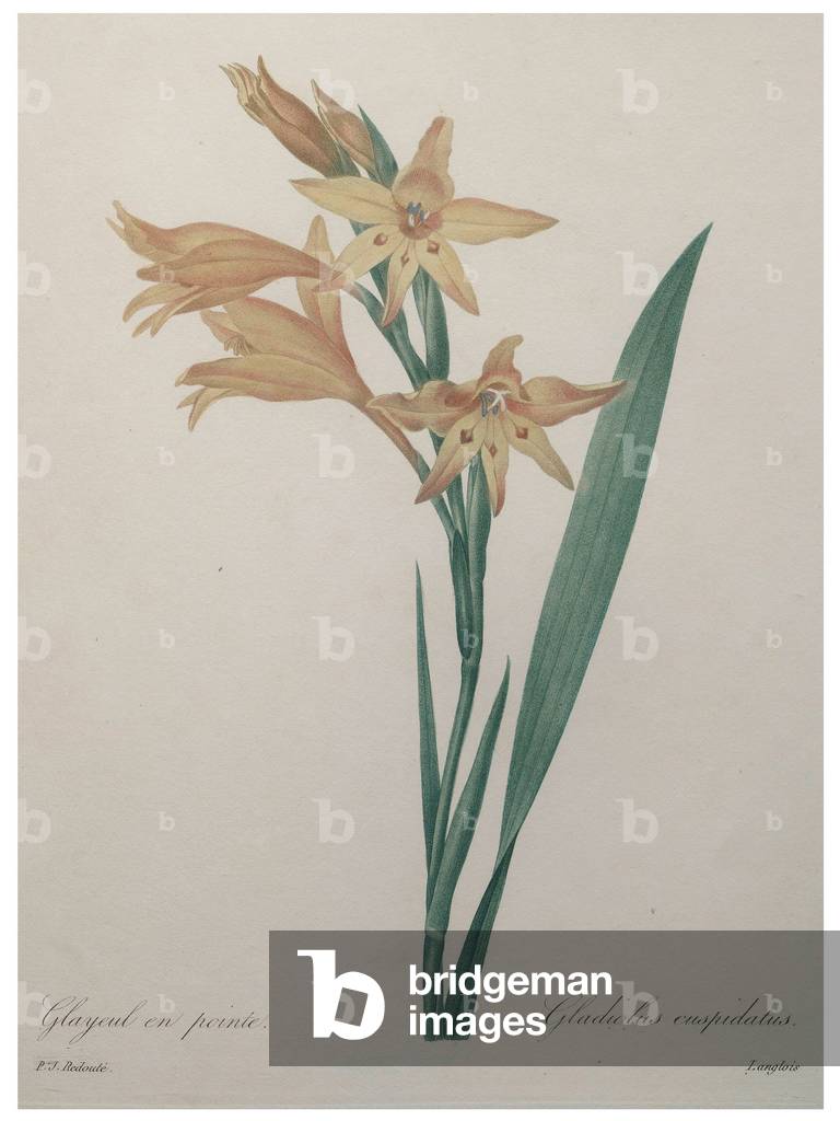 Gladiola