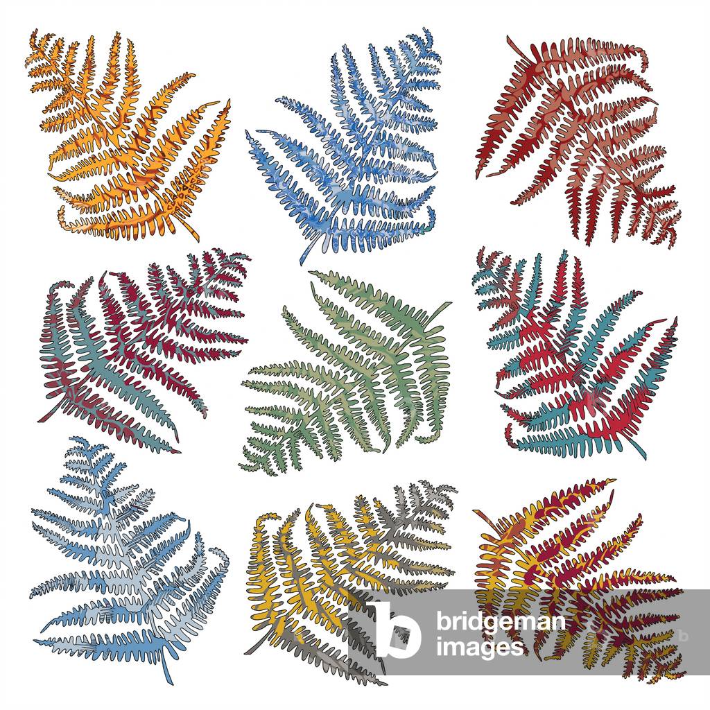 Felci, 2012 (digitale)