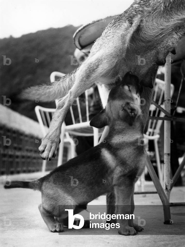 Clemente Welpenleben Präzedenzfall ein Hundeleben, 1989 (s/w Foto)