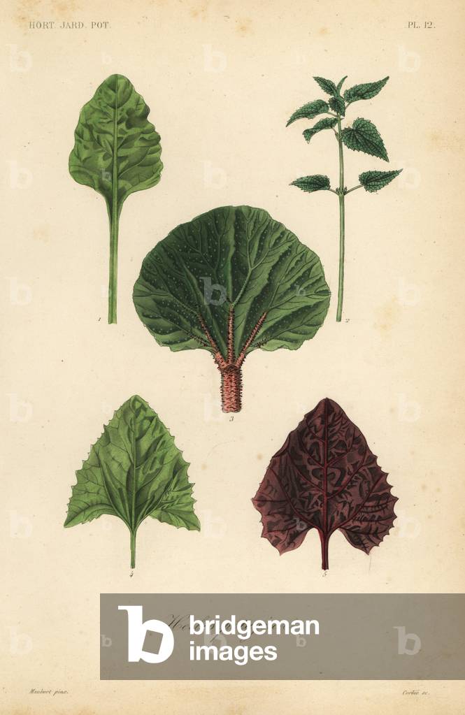 "Blattgemüse" 1801 von Louis Joseph Edouard Maubert