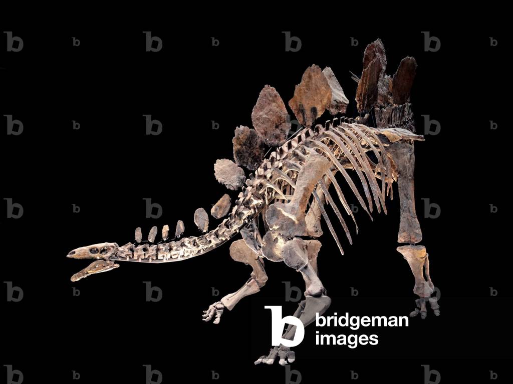 Science4you Kit Dinosauri T-Rex - Fossili da Scavare Che Si Illumina al Buio, Gioco di Dinosauro per Bambini +6, Dinosauro Giocattolo da Construire, Giochi, Regalo per Bambino y Bambina 6+ Anni