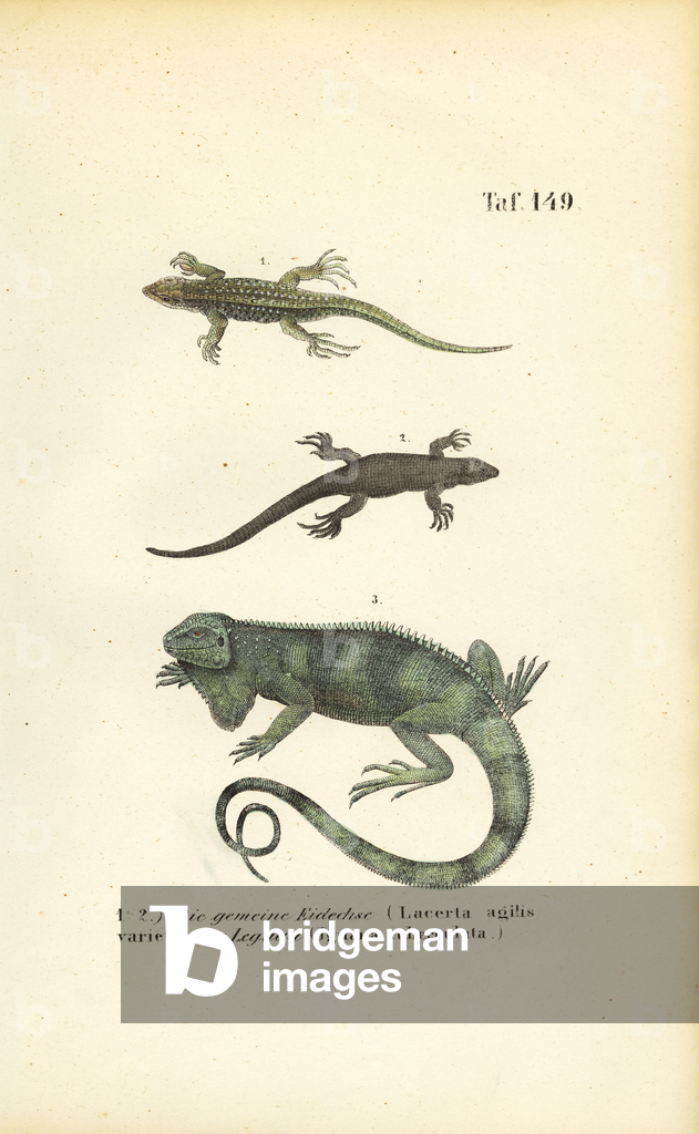Bild von Gravur "Zauneidechsen und Grüner Leguan" 1850 von J. W. Tenhaeff