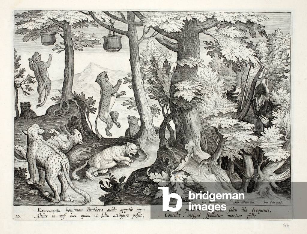 Le panere avide mangiano escrementi umani sospesi dagli alberi dai pastori, e muoiono, illustrazione da 'Venat