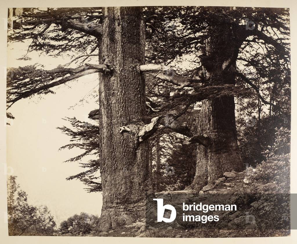 Deodari, 35 e 37 piedi di circonferenza, 1864 (foto in b/n)