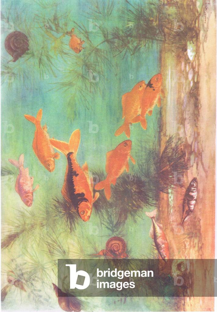 Pesce rosso e Sticklebacks, illustrazione da 'Folio dei manifesti della scuola. Stampanti sconosciute», c.1940