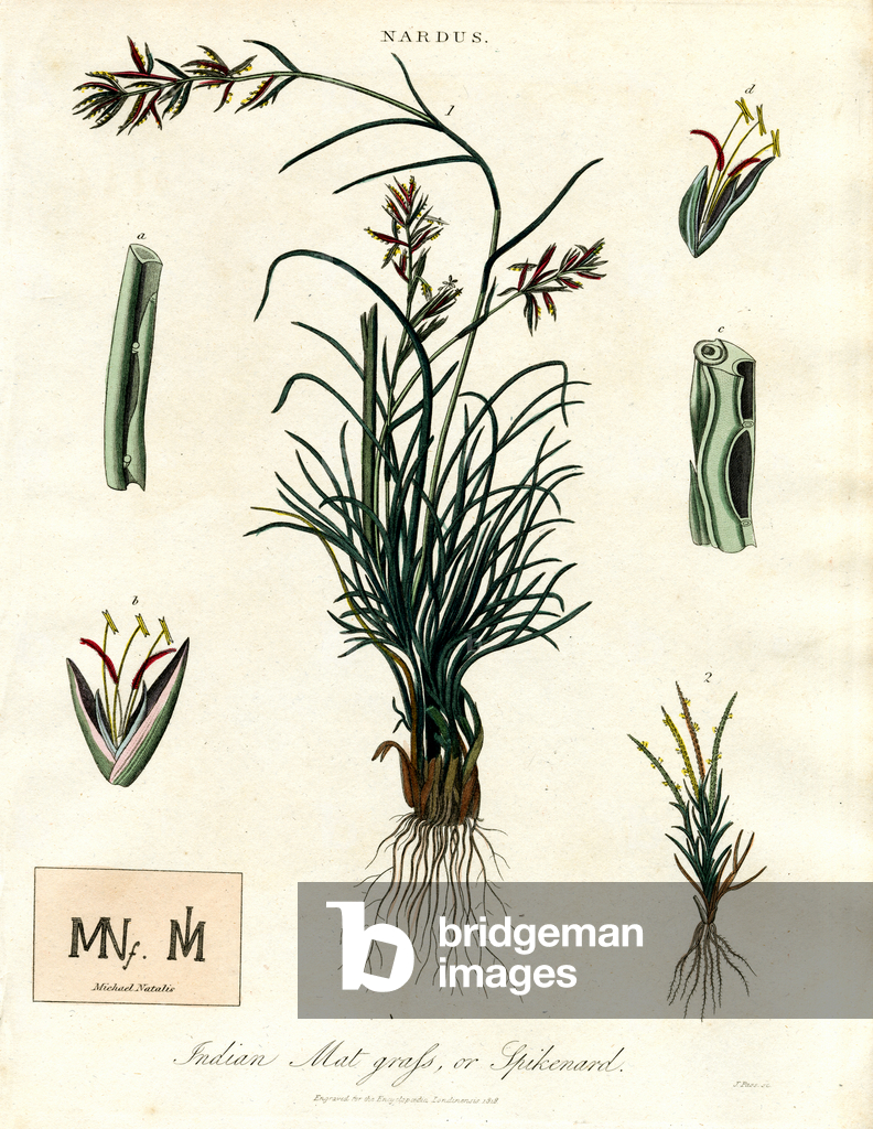 Image of Print depicting Nardus 1810 by John Pass