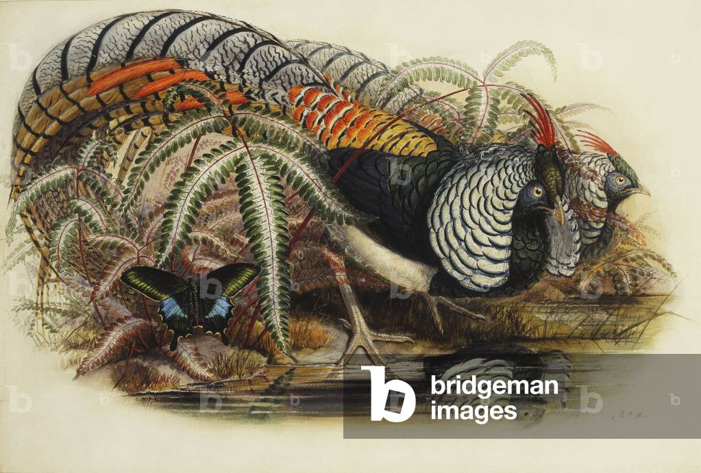 Lady Amherst's Fasan (Bleistift und Aquarell)